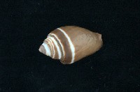 藏品(腰帶筆螺)的圖片